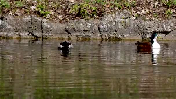 Die Stockente Oder Wildente Anas Platyrhynchos Ist Eine Streichelnde Ente — Stockvideo