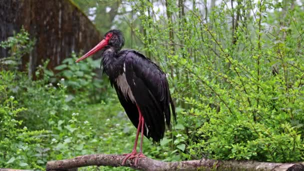 Černý Čáp Ciconia Nigra Velký Pták Čeledi Čápů Ciconiidae — Stock video