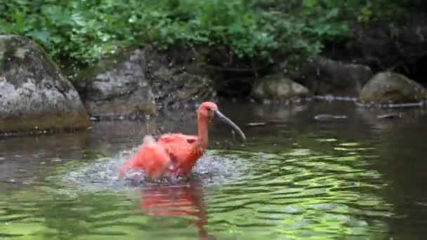 Scarlet Ibis Eudocimus Ruber Threskiornithidae Családba Tartozó Madár Amelyet Tollak — Stock videók