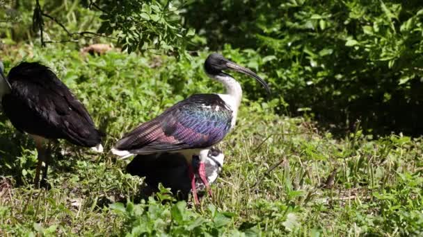 Ibis Dal Collo Paglia Threskiornis Spinicollis Uccello Della Famiglia Ibis — Video Stock