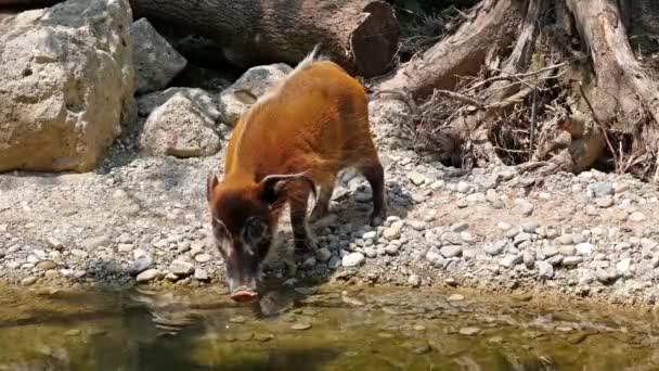 レッド川の豚 Potamochoerus ブッシュ豚として知られる この豚は地下の食べ物を見つけるために臭いの鋭い感覚を持っています — ストック動画