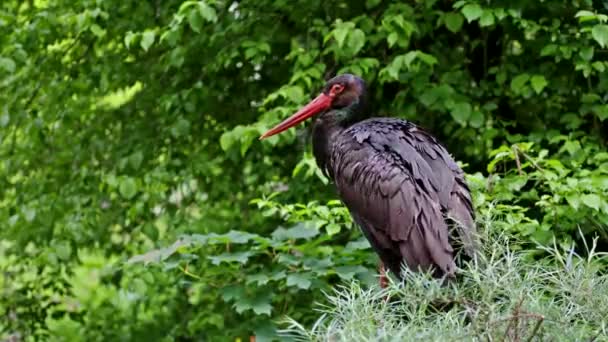 Cigüeña Negra Ciconia Nigra Aves Grandes Familia Ciconiidae — Vídeos de Stock