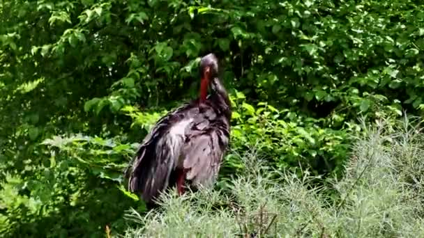 Zwarte Ooievaar Ciconia Nigra Grote Vogel Ooievaarsfamilie Ciconiidae — Stockvideo