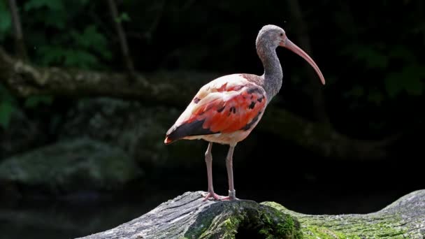 Scarlet Ibis Eudocimus Ruber Uccello Della Famiglia Dei Threskiornithidae Ammirato — Video Stock