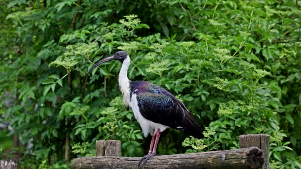 Slaměný Ibis Threskiornis Spinicollis Pták Ibis Spoonbill Rodiny Threskiornithidae Tady — Stock video