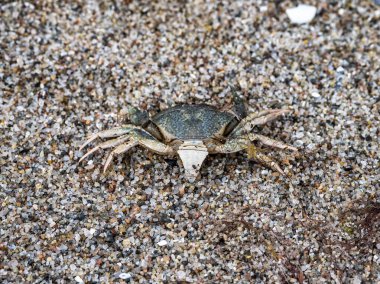 Doğayı Koruma Alanındaki Baltık Deniz Yengeci İlkbahar, Kuzey Almanya, Avrupa 'daki Geltinger Birk