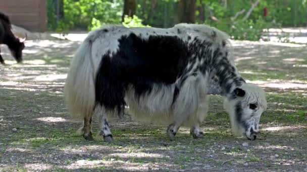 Yak Doméstico Bos Grunniens Bovino Domesticado Pelo Largo Que Encuentra — Vídeo de stock