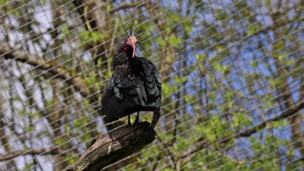 Лысый Северный Ибис Отшельник Ибис Waldrapp Lat Geronticus Eremita Мигрирующая — стоковое видео