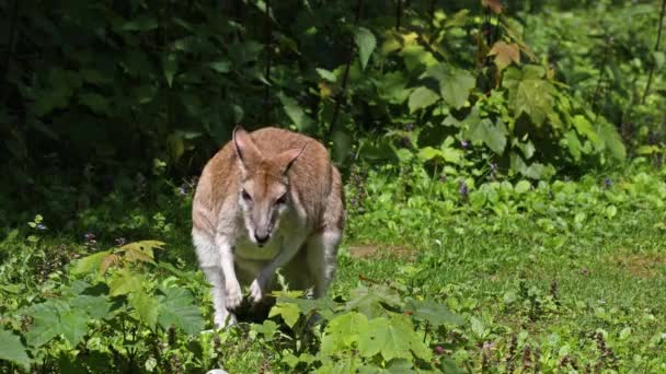 Wallaby Ágil Macropus Agilis También Conocido Como Wallaby Arenoso Una — Vídeo de stock