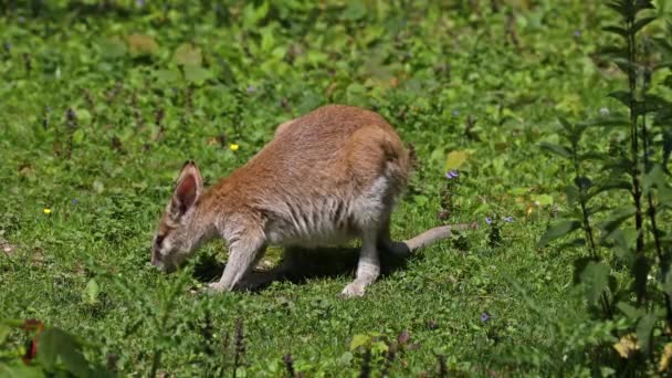 Wallaby Ágil Macropus Agilis También Conocido Como Wallaby Arenoso Una — Vídeos de Stock
