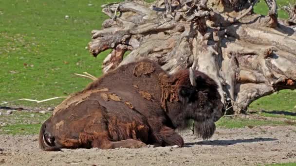 American Bison Simply Bison Also Commonly Known American Buffalo Simply — Stock Video