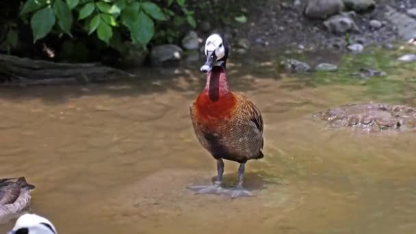 Pato Assobiando Cara Branca Dendrocygna Viduata Pássaro Barulhento Com Apito — Vídeo de Stock