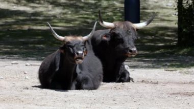 Bos Primigenius Taurus, soyu tükenmiş yaban öküzlerine benzediğini iddia etti. Alman parkında görülen yerli dağ sığırları