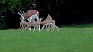 Dama ceylanı, Gazella dama mhorr ya da mhorr ceylanı. Anne ve bebek. Bu bir ceylan türü. Afrika 'da Sahra Çölü' nde ve Sahel 'de yaşıyor..