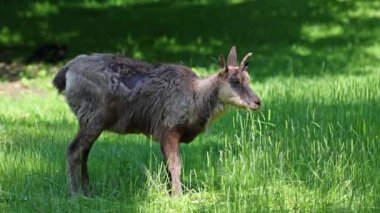 Apennine Chamois, Rupicapra pyrenaica ornata, İtalya 'daki Abruzzo-Lazio-Molise Ulusal Parkı ve İspanya' daki Pireneler 'de yaşamaktadır.