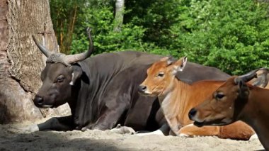 Banteng, Bos javanicus veya Red Bull. Vahşi bir sığır türüdür ama sığır ve bizondan farklı kilit özellikler vardır: hem erkek hem de dişilerde beyaz bir şerit..