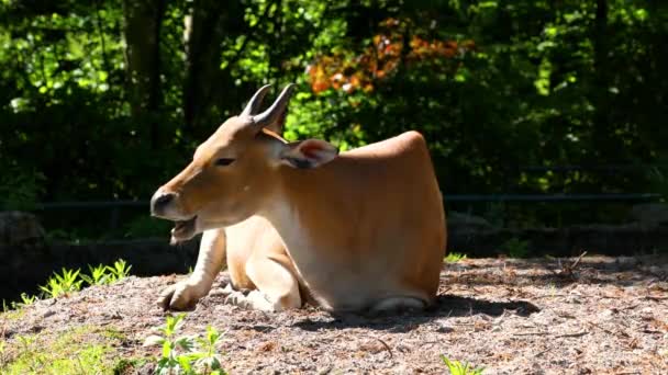 Banteng Bos Javanicus Sau Red Bull Este Tip Bovine Sălbatice — Videoclip de stoc