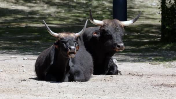 Heck Rinder Bos Primigenius Taurus Behaupteten Den Ausgestorbenen Auerochsen Ähneln — Stockvideo