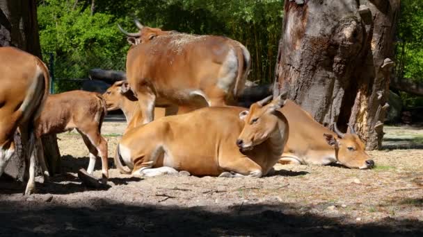 Banteng Bos Javanicus Red Bull Type Wild Cattle Key Characteristics — Stock Video