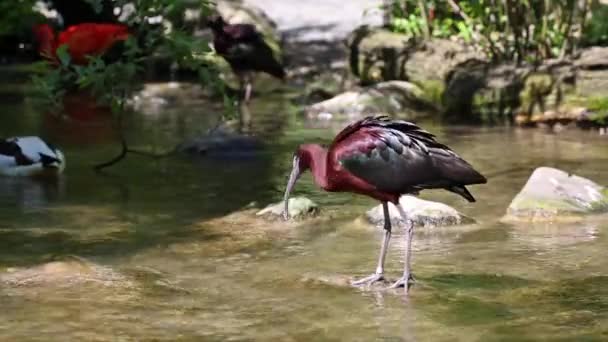 Glossy Ibis Plegadis Falcinellus Vadande Fågel Ibis Familjen Threskiornithidae — Stockvideo