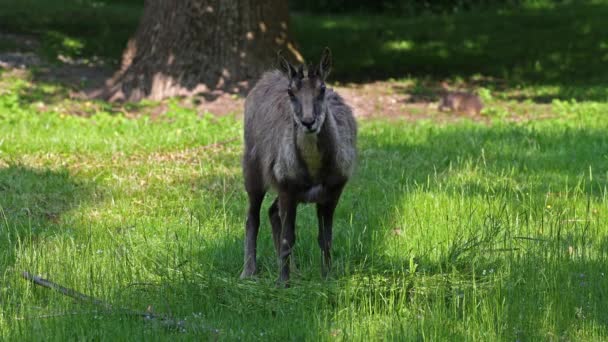 Apeninos Gamuza Rupicapra Pyrenaica Ornata Vive Parque Nacional Abruzos Lacio — Vídeo de stock