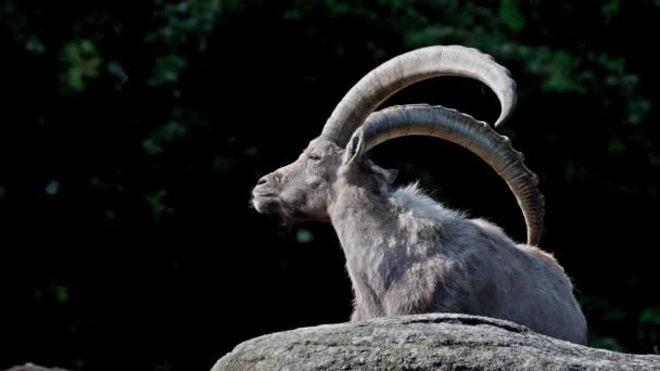 Maschio Montagna Stambecco Capra Stambecco Seduto Una Roccia Parco Tedesco — Video Stock