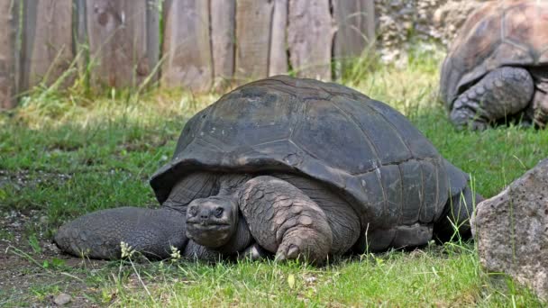 Tartaruga Gigante Aldabra Aldabrachelys Gigantea Ilha Curieuse Local Bem Sucedido — Vídeo de Stock