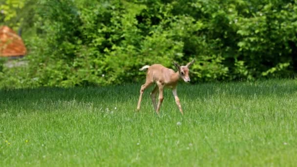 Gacela Dama Gazella Dama Mhorr Mhorr Gazelle Madre Con Bebé — Vídeos de Stock