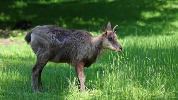 Apeninos Gamuza Rupicapra Pyrenaica Ornata Vive Parque Nacional Abruzos Lacio — Vídeos de Stock