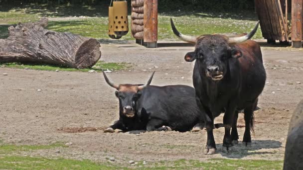 Heck Vee Bos Primigenius Taurus Beweerde Lijken Uitgestorven Aurochs Huiselijk — Stockvideo