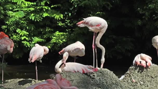 Fenicottero Americano Fenicottero Caraibico Fenicottero Ruber Fenicotteri Sono Unico Uccello — Video Stock