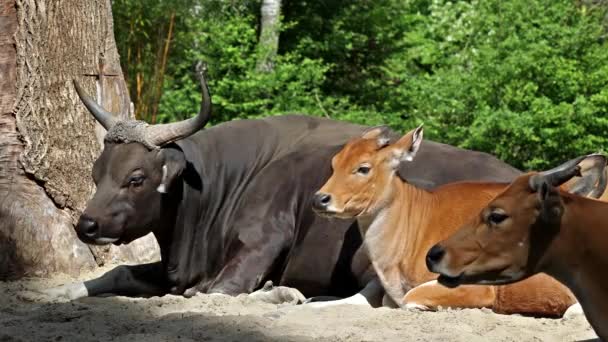 Banteng Bos Javanicus Red Bull 일종입니다 하지만 들소와는 특징들이 있습니다 — 비디오