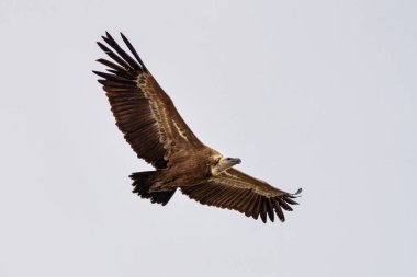 Griffon akbabası, Gyps Fulvus Monfrague Ulusal Parkı 'nda Salto del Gitano' da uçuyor. Caceres, Extremadura, İspanya.
