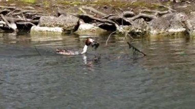 Bir çift Great Crested Grebe, Podiceps kristali yuvalarını inşa ediyor. Güzel turuncu renkli kuş, kırmızı gözlü su kuşu. Eski Dünya 'da bulunan en büyük aile üyesidir..