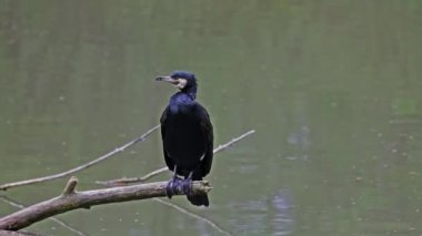 Kuzey yarımküre boyunca büyük siyah karabatak olarak bilinen büyük karabatak, Avustralya 'daki siyah karabatak ve Yeni Zelanda' nın daha güneyindeki siyah karabatak