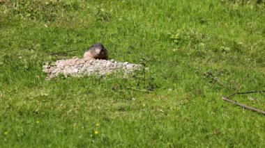 Marmota marmota, Orta ve Güney Avrupa 'nın dağlık bölgelerinde bulunan bir dağ sıçanı türüdür.