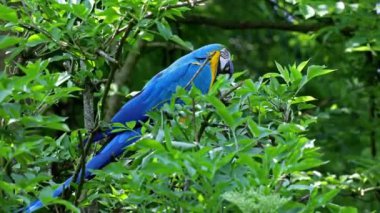 Mavi ve sarı papağan, Ara aratyası, mavi ve altın papağanı olarak da bilinir, çoğunlukla mavi üst kısımları ve açık turuncu alt kısımları olan büyük bir Güney Amerika papağanıdır.