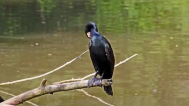 Kuzey yarımküre boyunca büyük siyah karabatak olarak bilinen büyük karabatak, Avustralya 'daki siyah karabatak ve Yeni Zelanda' nın daha güneyindeki siyah karabatak