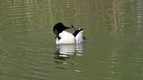 Merganser Goosander Mergus Merganser Berenang Danau Kleinhesseloher Taman Inggris Munich — Stok Video