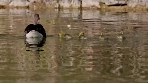 Família Gansos Grisalhos Com Bebés Pequenos Anser Anser Uma Espécie — Vídeo de Stock