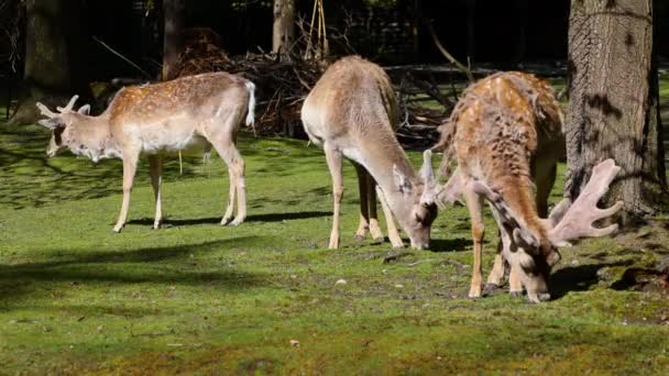 Daim Dama Mesopotamica Est Mammifère Ruminant Famille Des Cervidae — Video