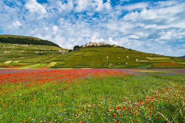 Castelluccio di Norcia 'da gelincikler ve çiçek açan mercimek, ulusal park sibillini dağları, İtalya, Avrupa