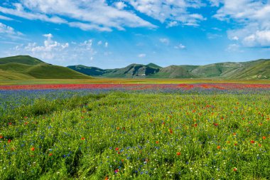 Castelluccio di Norcia 'da gelincikler ve çiçek açan mercimek, ulusal park sibillini dağları, İtalya, Avrupa
