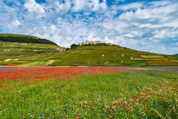Linsblommande Med Vallmo Och Blåklint Castelluccio Norcia Nationalpark Sibillini Italien — Stockfoto