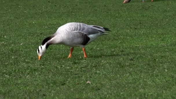 Den Barhuvad Gås Anser Indicus Gås Som Häckar Centralasien Kolonier — Stockvideo