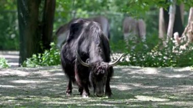Yerli öküz Bos grunniens, Hindistan 'ın Himalaya bölgesinde, Tibet Platosu' nda ve Moğolistan ve Rusya 'nın kuzeyine kadar uzanan bölgede bulunan uzun tüylü bir sığırdır..