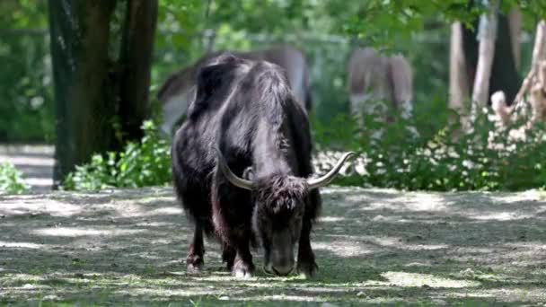 Domestic Yak Bos Grunniens Long Haired Domesticated Bovid Found Throughout — Stock Video