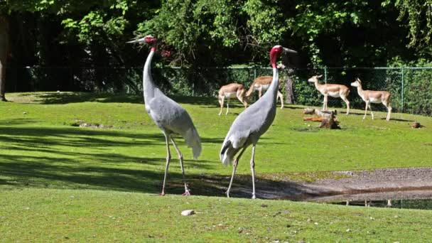 Der Saruskranich Grus Antigone Ist Ein Großer Nicht Wandernder Kranich — Stockvideo