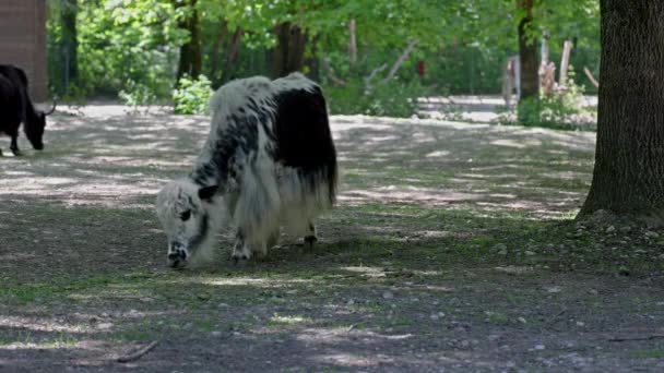 Εγχώριο Γιακ Bos Grunniens Είναι Ένα Μακρυμάλλικο Εξημερωμένο Bovid Που — Αρχείο Βίντεο