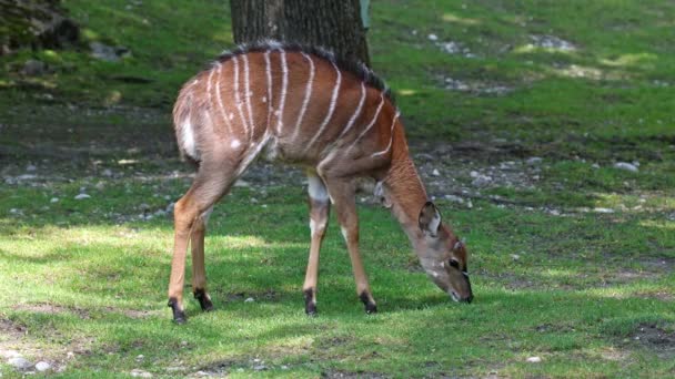 Nyala Tragelaphus Angasii Spiral Horned Antelope Native Southern Africa Species — Stock Video